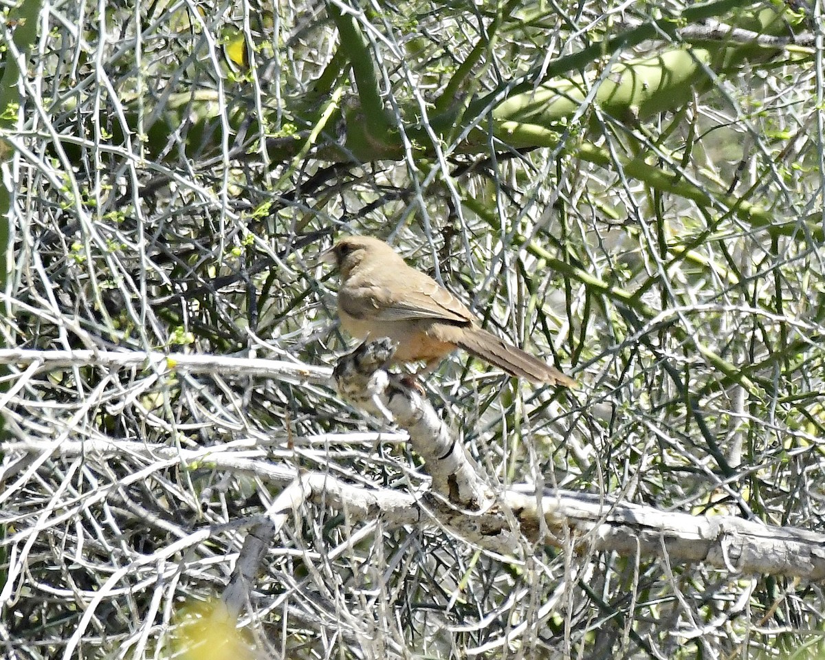 Abert's Towhee - ML616667874