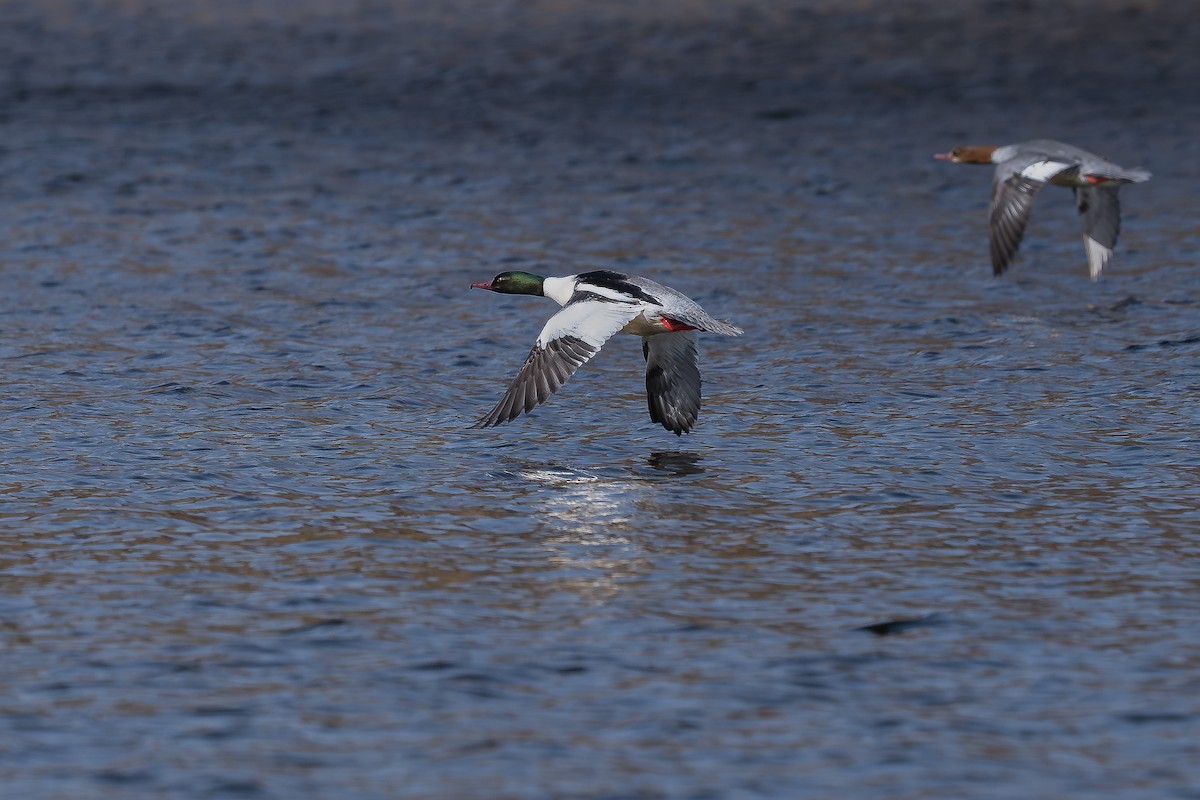 Common Merganser - ML616667877