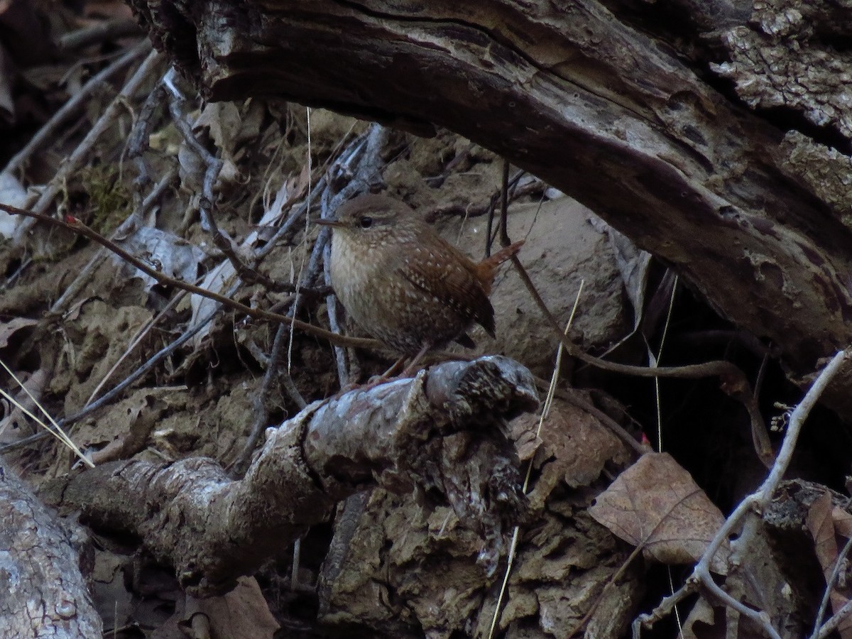 Winter Wren - ML616667881