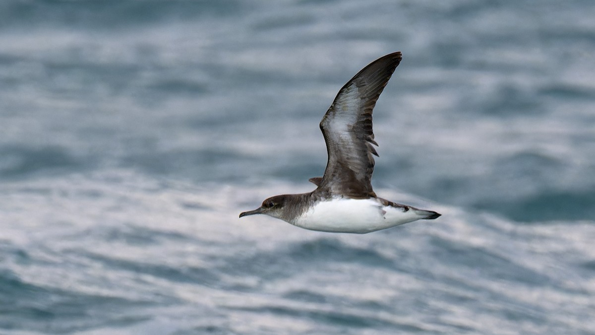 Hutton's Shearwater - ML616667885