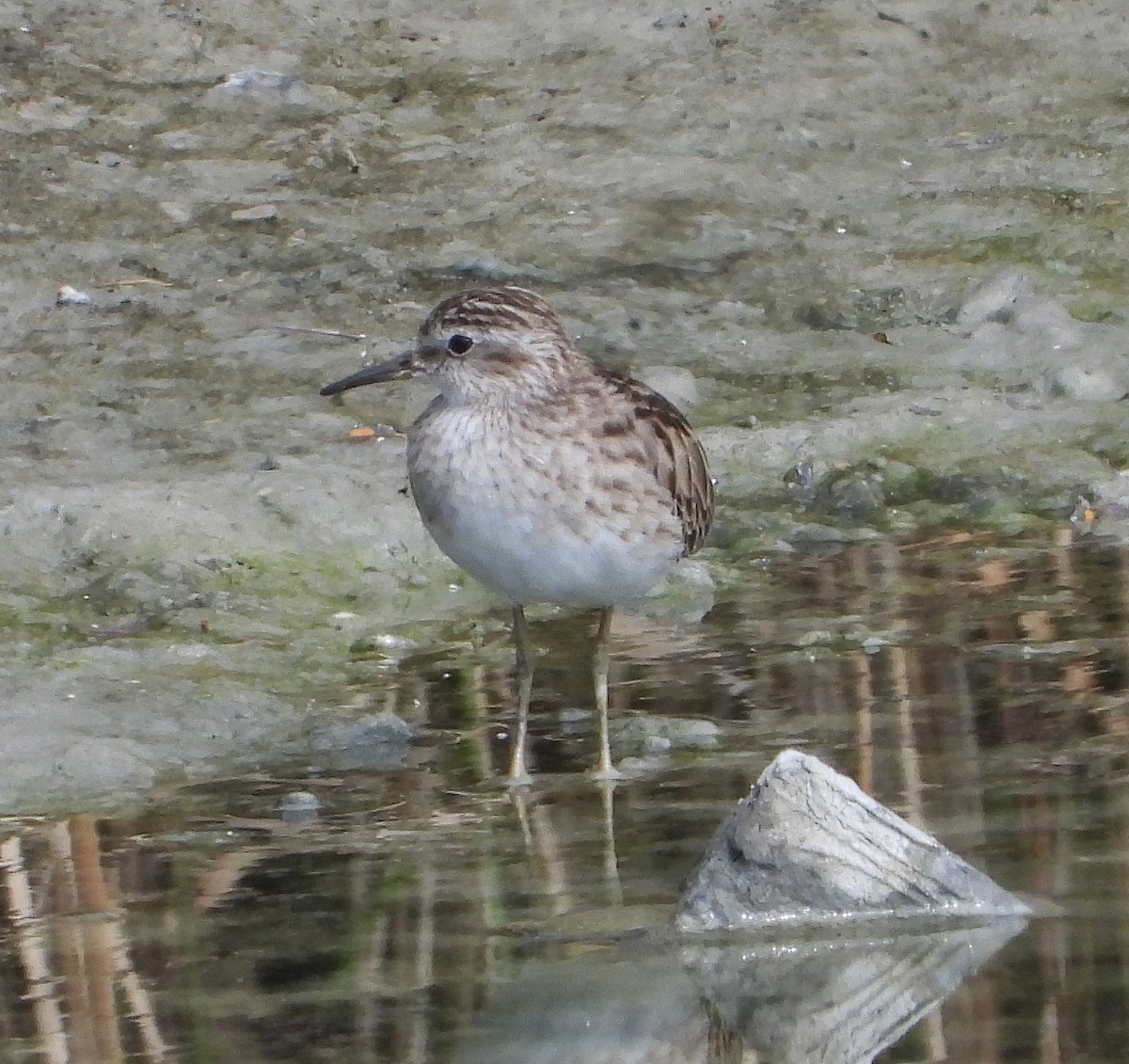 langtåsnipe - ML616667886