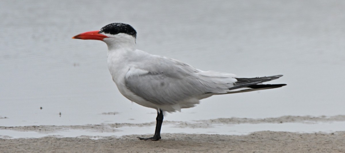 Caspian Tern - ML616667896