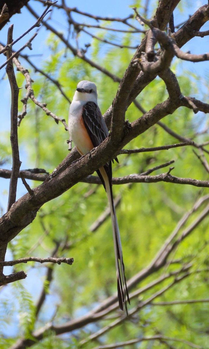 Scissor-tailed Flycatcher - ML616667899