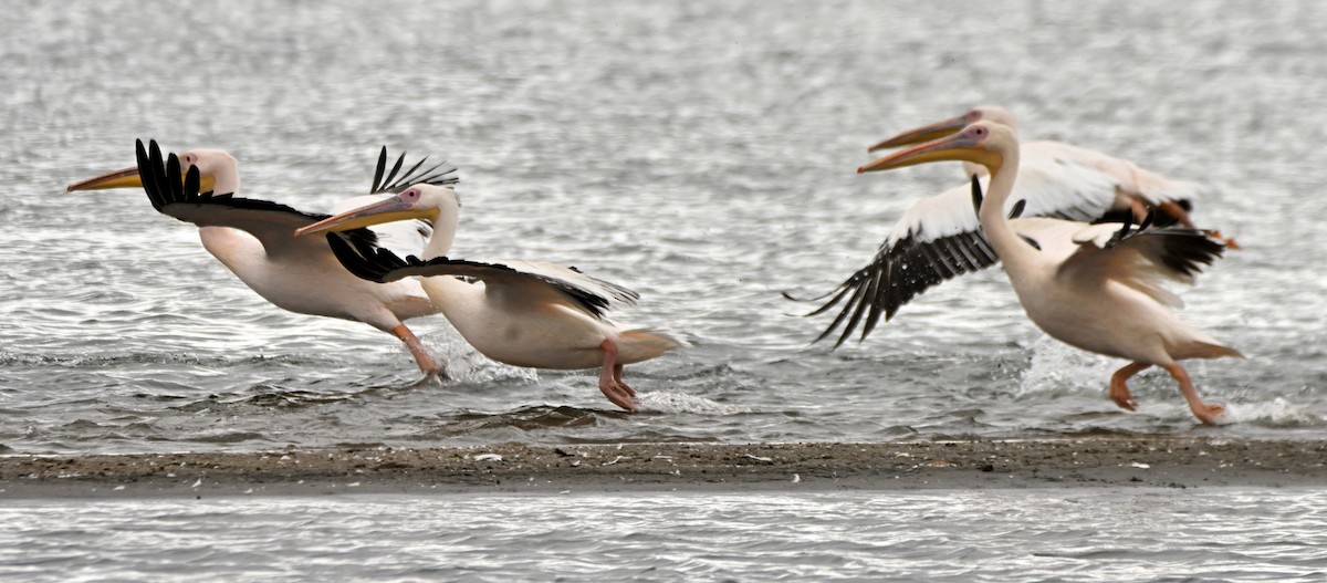 Great White Pelican - ML616667931