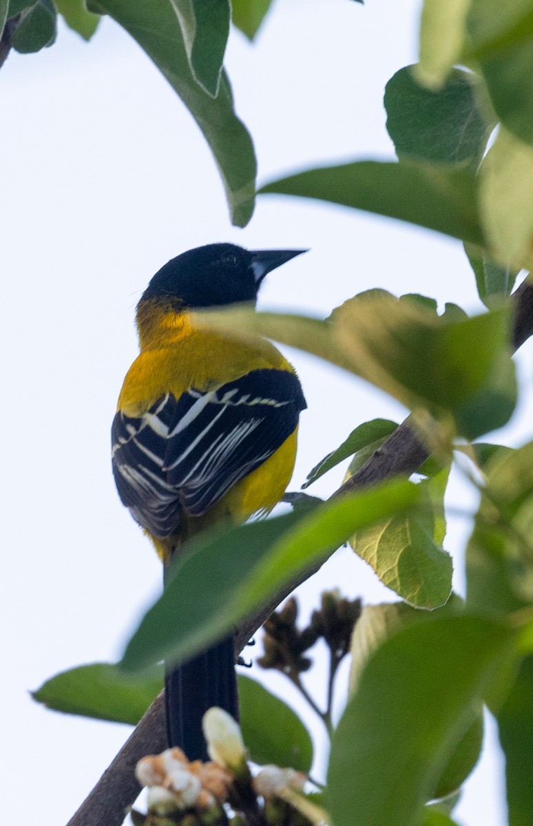 Audubon's Oriole (Audubon's) - Michael Heaney