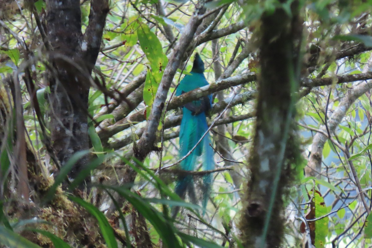 Resplendent Quetzal - ML616667980