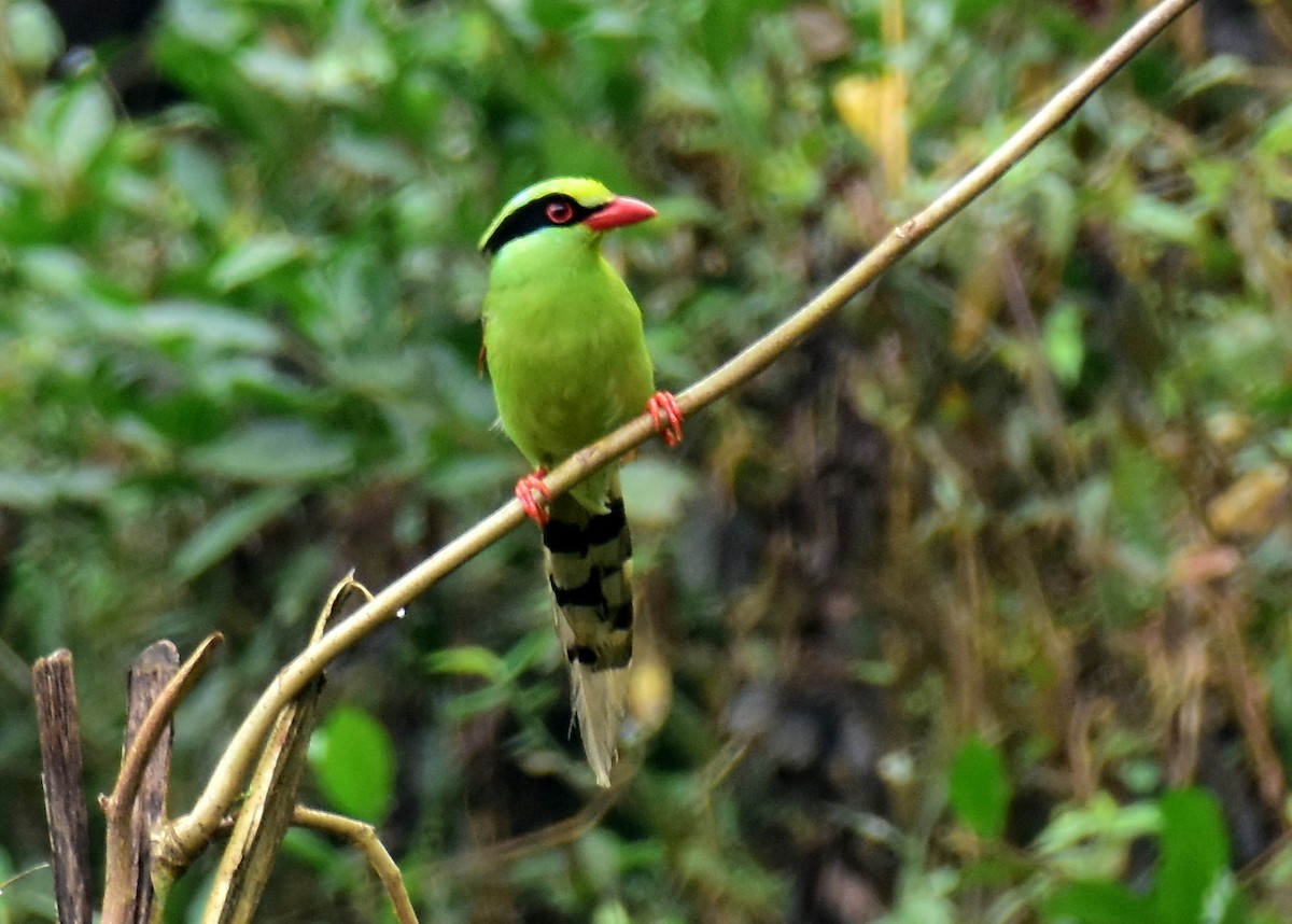 Common Green-Magpie - ML616668002