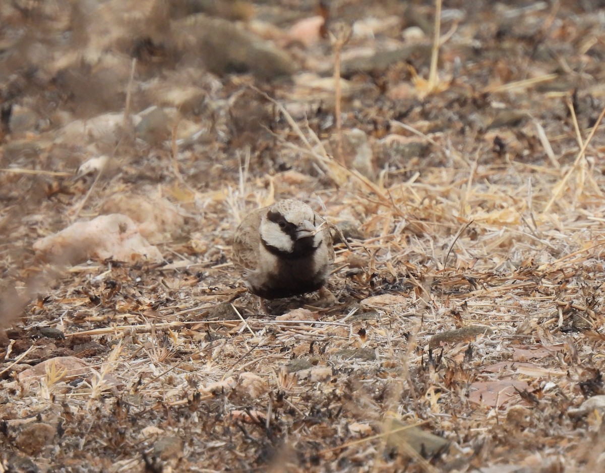 Ashy-crowned Sparrow-Lark - ML616668106