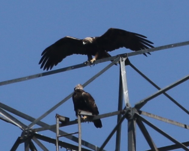 Golden Eagle - Linda Dalton