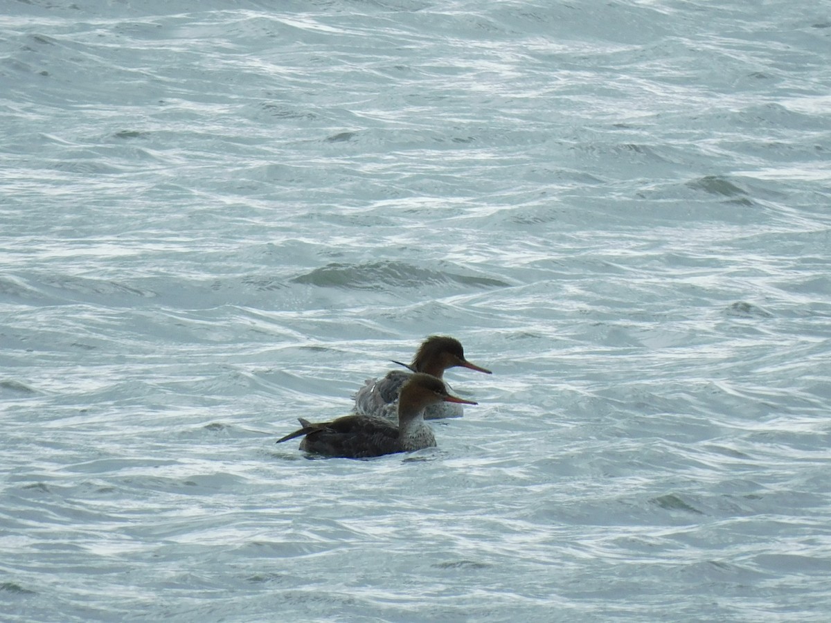 Red-breasted Merganser - Kate Satterfield