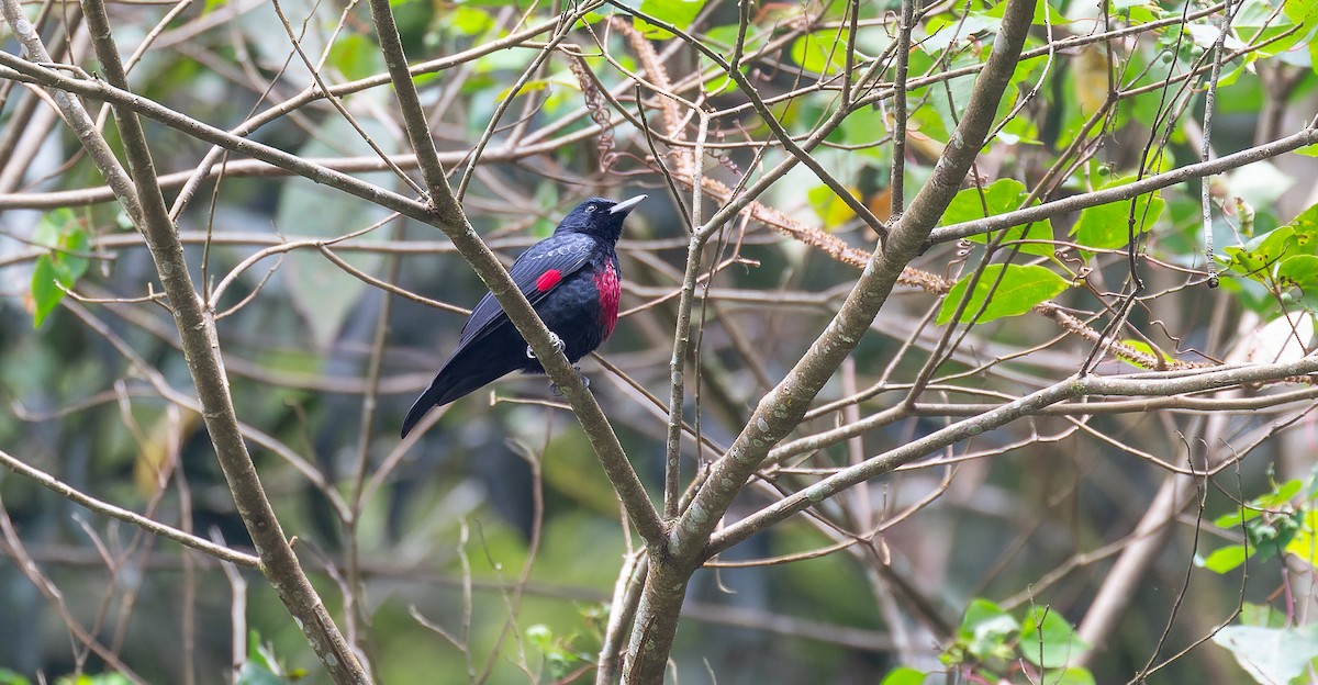 Black-and-crimson Oriole - ML616668142