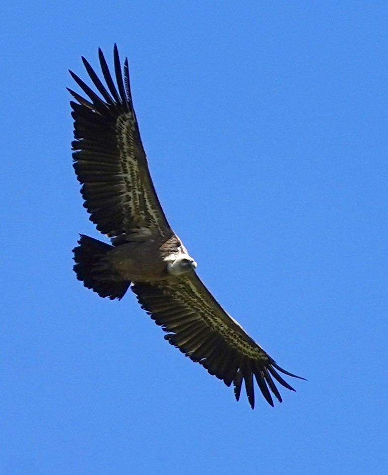 Eurasian Griffon - ML616668188