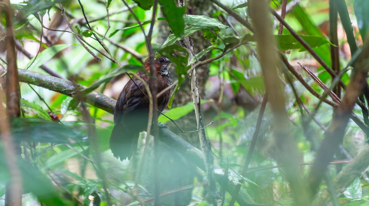 Marbled Wren-Babbler - ML616668189