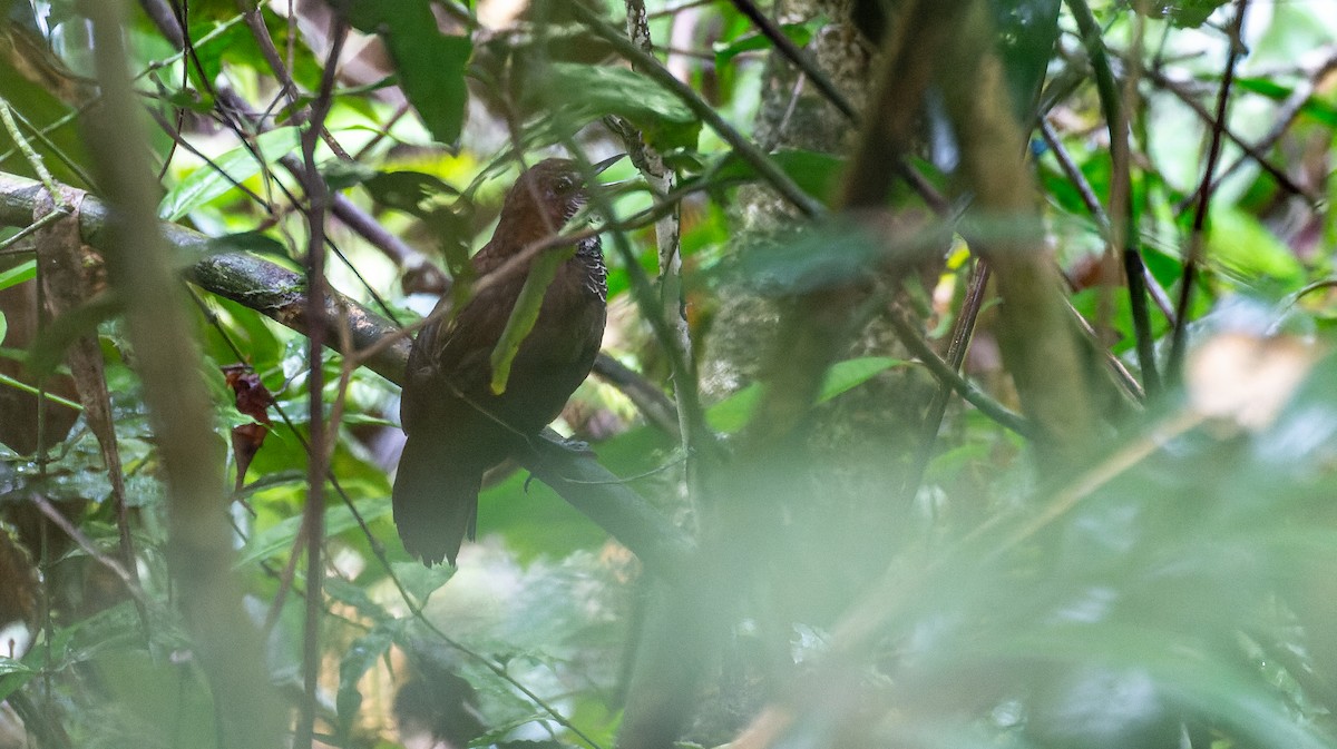 Marbled Wren-Babbler - ML616668190