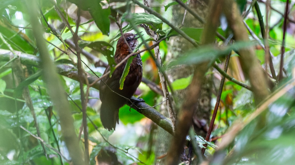 Marbled Wren-Babbler - ML616668191