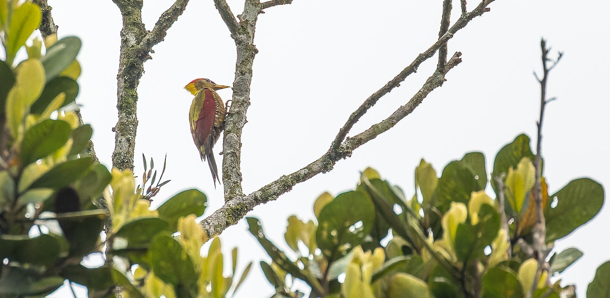 Crimson-winged Woodpecker - ML616668211