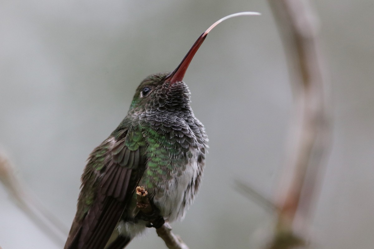 kolibřík zrcadlový - ML616668238
