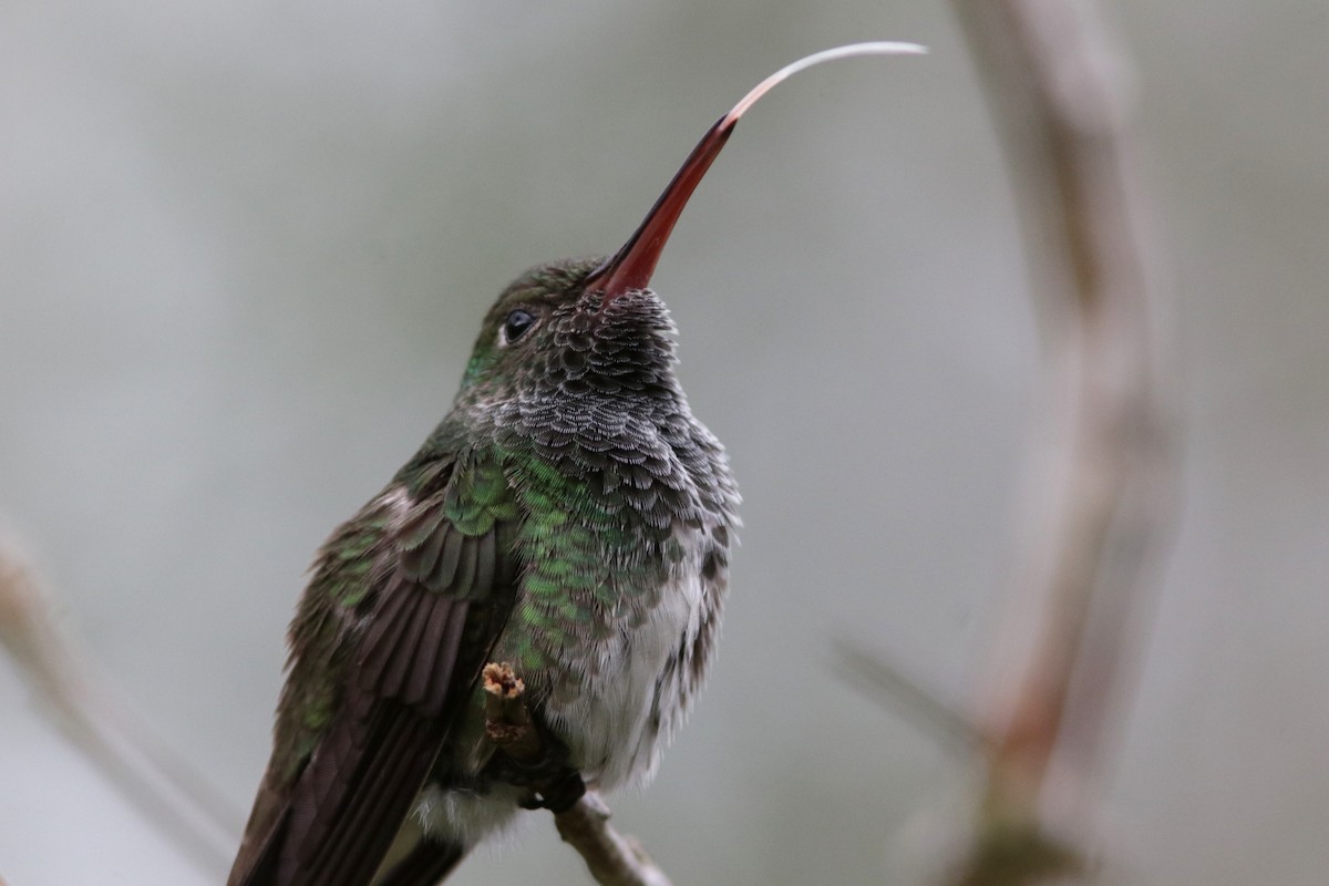 Glittering-throated Emerald - ML616668238