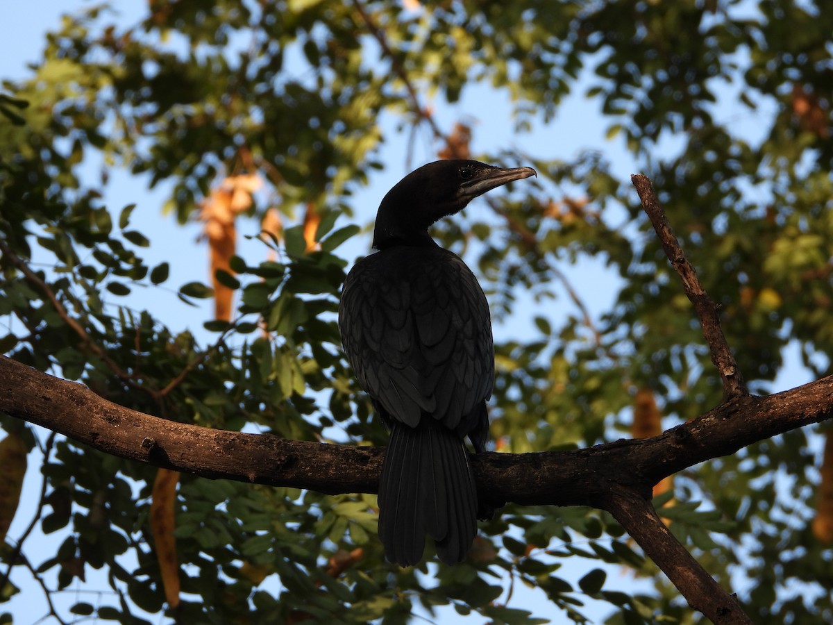 Little Cormorant - ML616668259