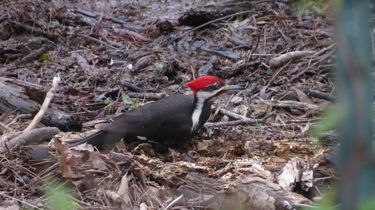 Pileated Woodpecker - Eddie Owens