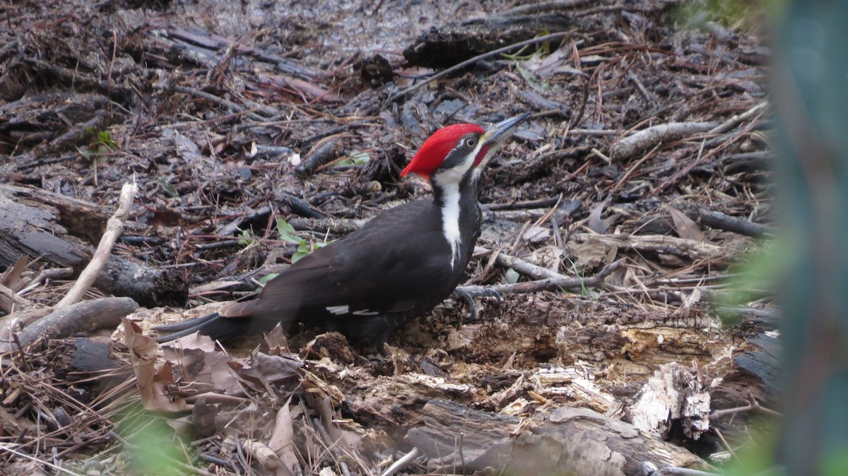 Pileated Woodpecker - Eddie Owens