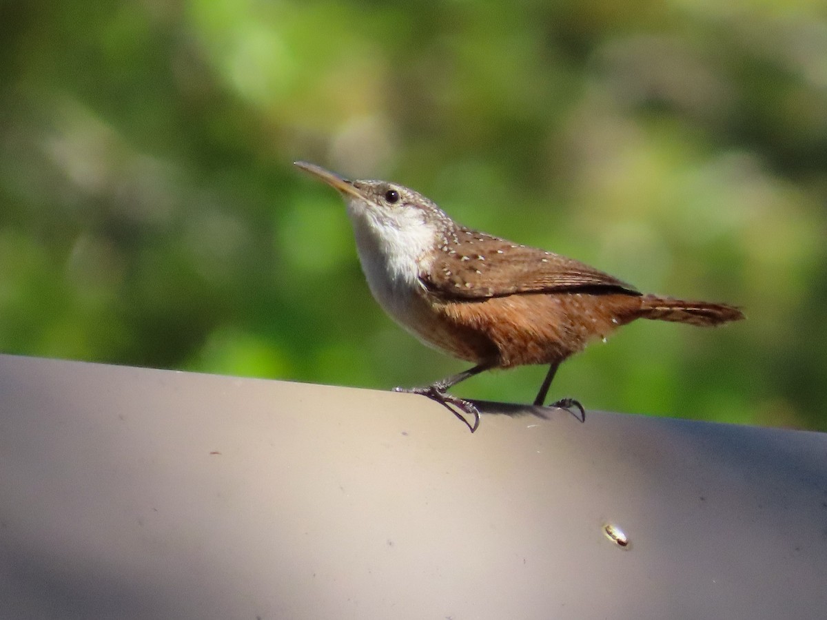 Canyon Wren - ML616668300