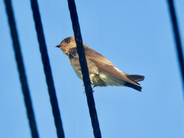 Hirondelle à gorge rousse - ML616668359