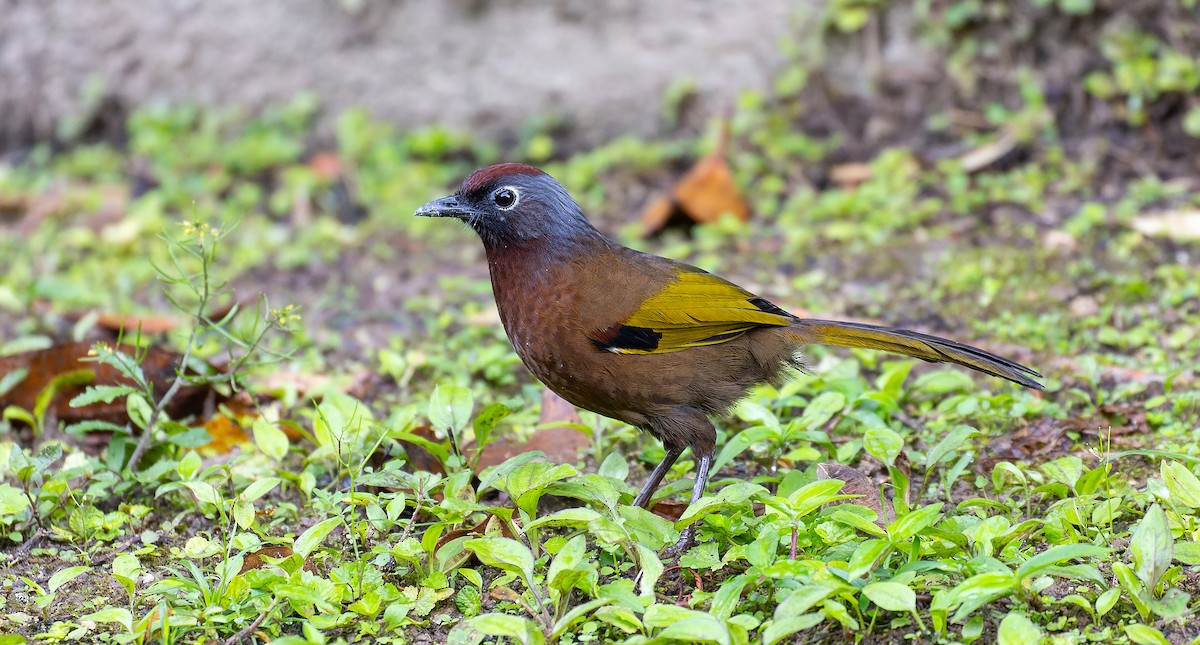 Malayan Laughingthrush - ML616668365