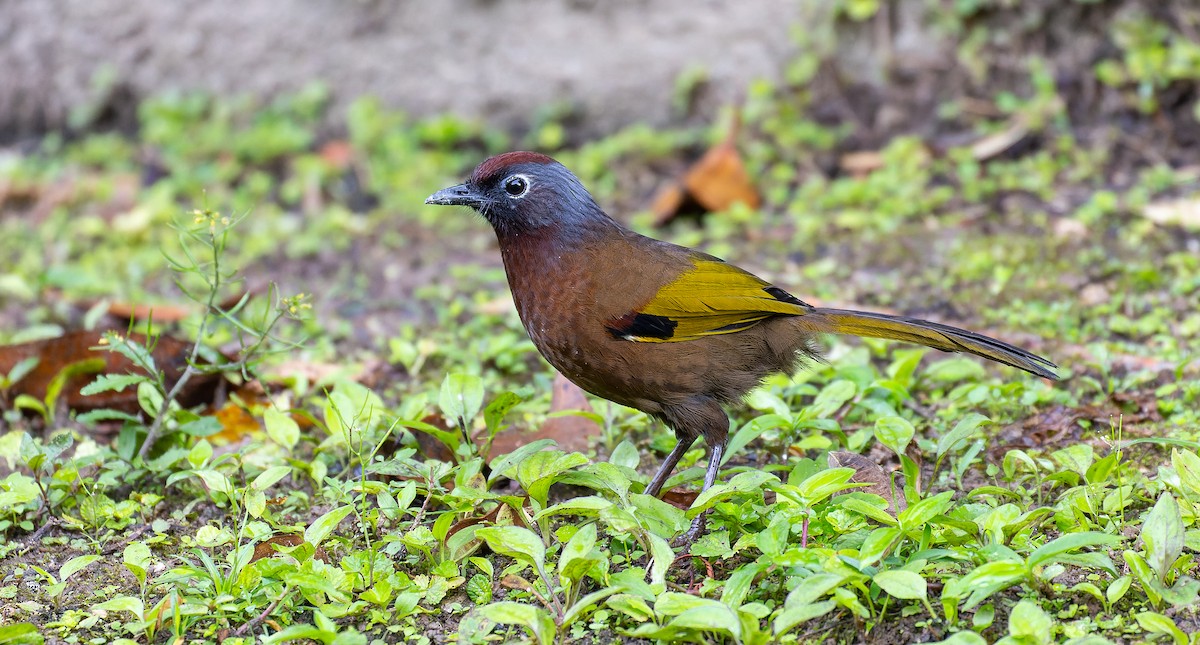 Malayan Laughingthrush - ML616668366