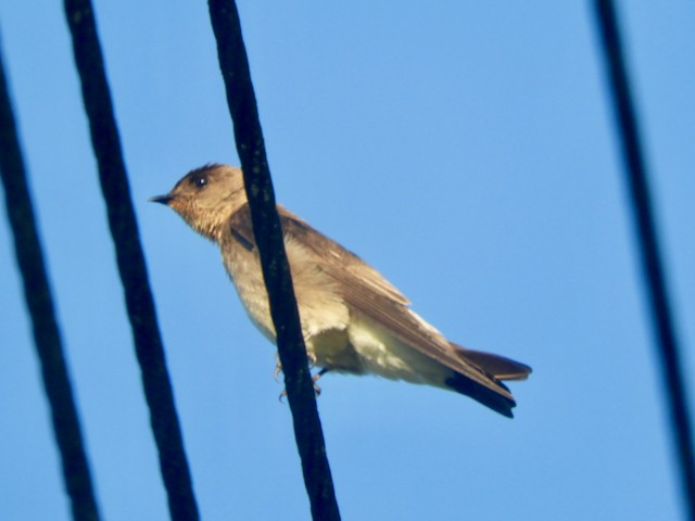 Hirondelle à gorge rousse - ML616668367