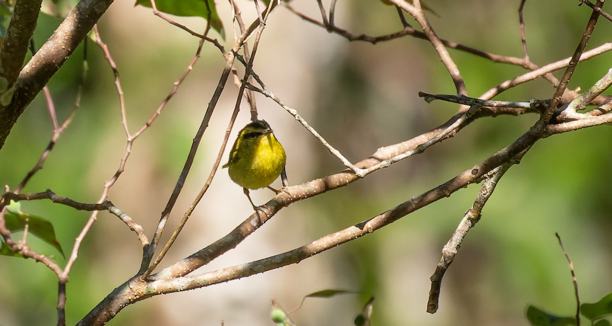 Mosquitero Tribandeado - ML616668373