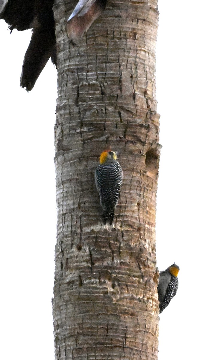 Golden-cheeked Woodpecker - ML616668427