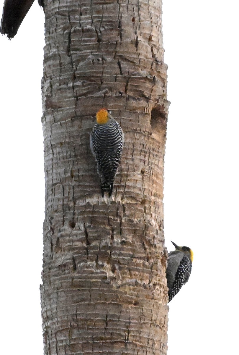 Golden-cheeked Woodpecker - ML616668428