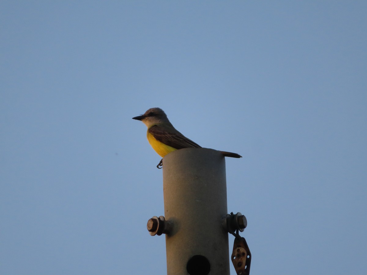 Couch's Kingbird - carolyn spidle