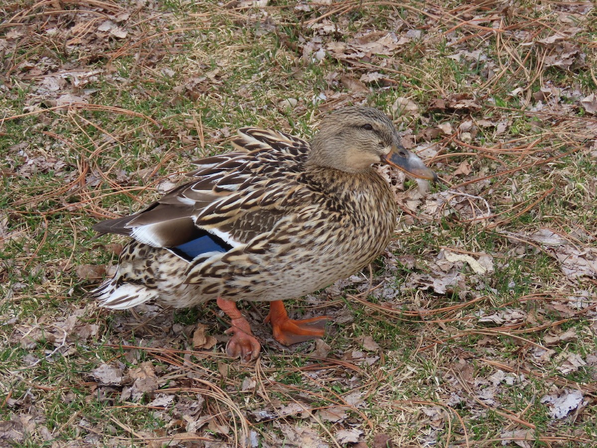 Canard colvert - ML616668484