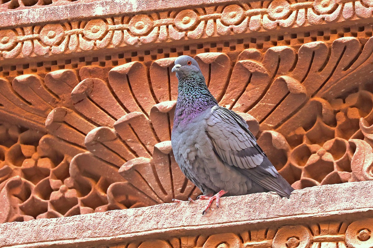 Rock Pigeon (Feral Pigeon) - ML616668492