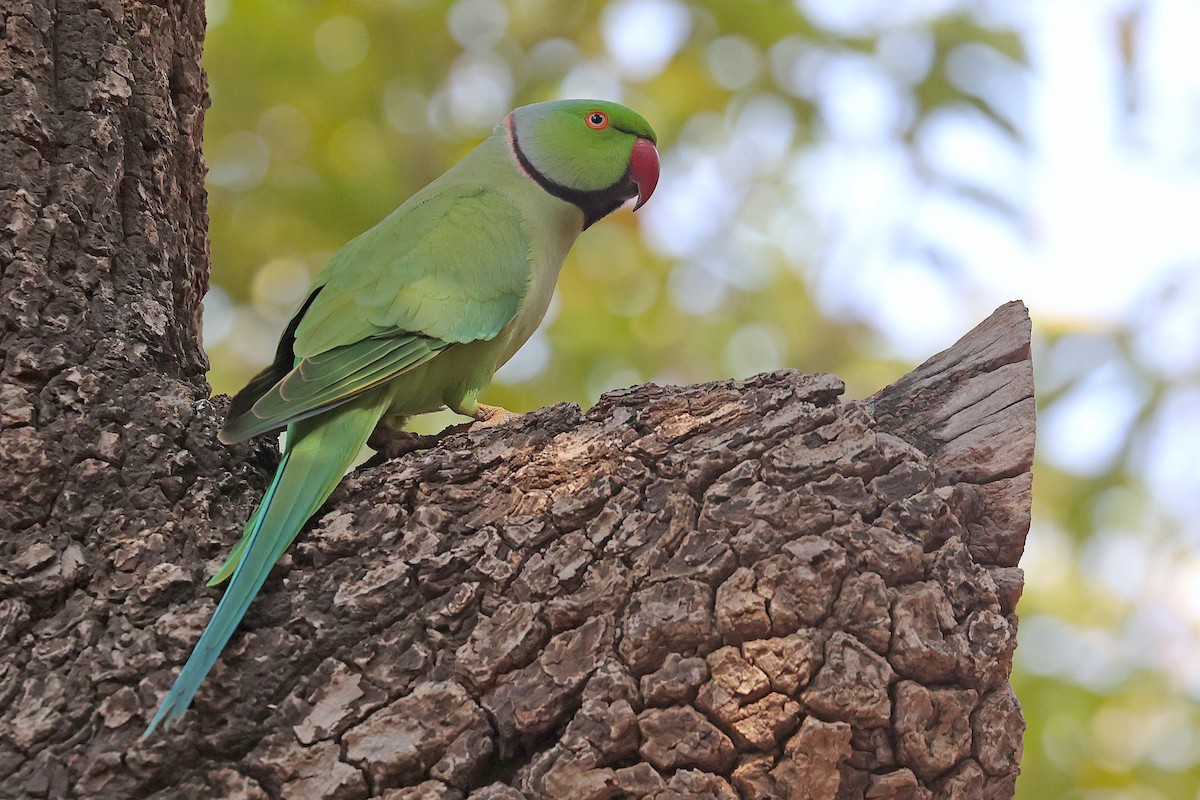 Rose-ringed Parakeet - ML616668533