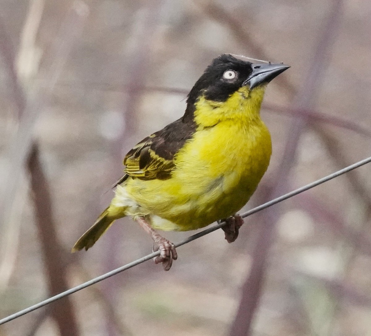 Baglafecht Weaver - Rich Wilkens