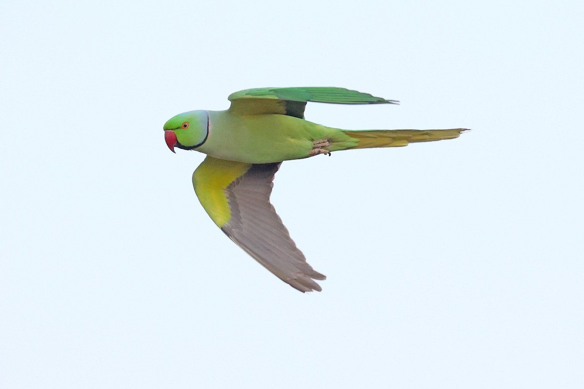 Rose-ringed Parakeet - ML616668573
