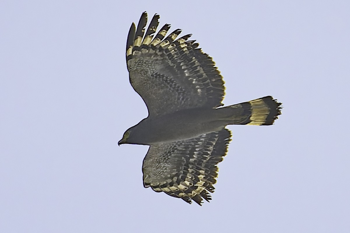 Crested Serpent-Eagle - ML616668590