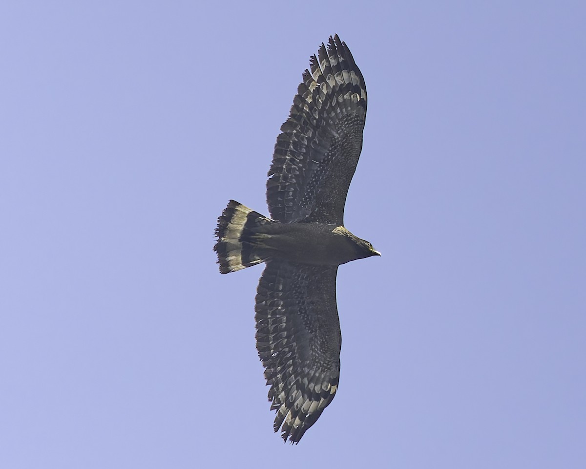 Crested Serpent-Eagle - ML616668592