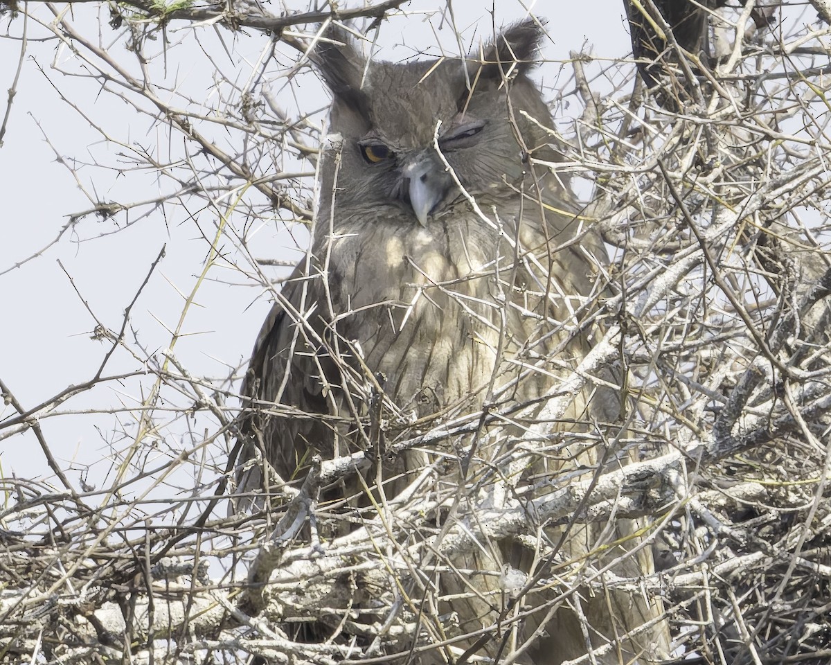 Dusky Eagle-Owl - Grant Price