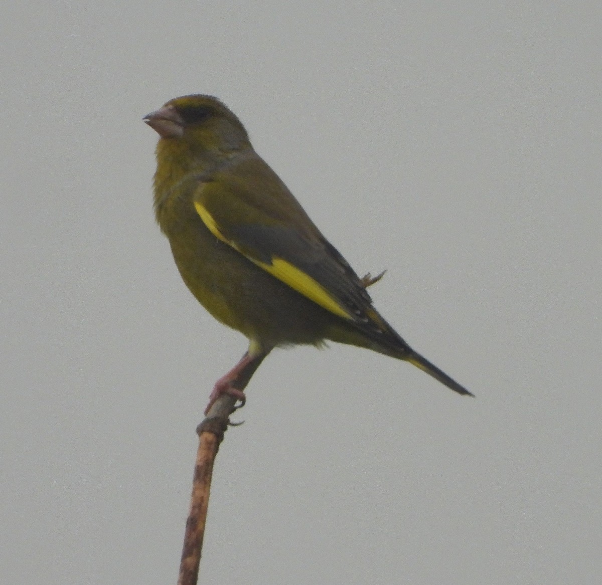 European Greenfinch - Jan Förderer