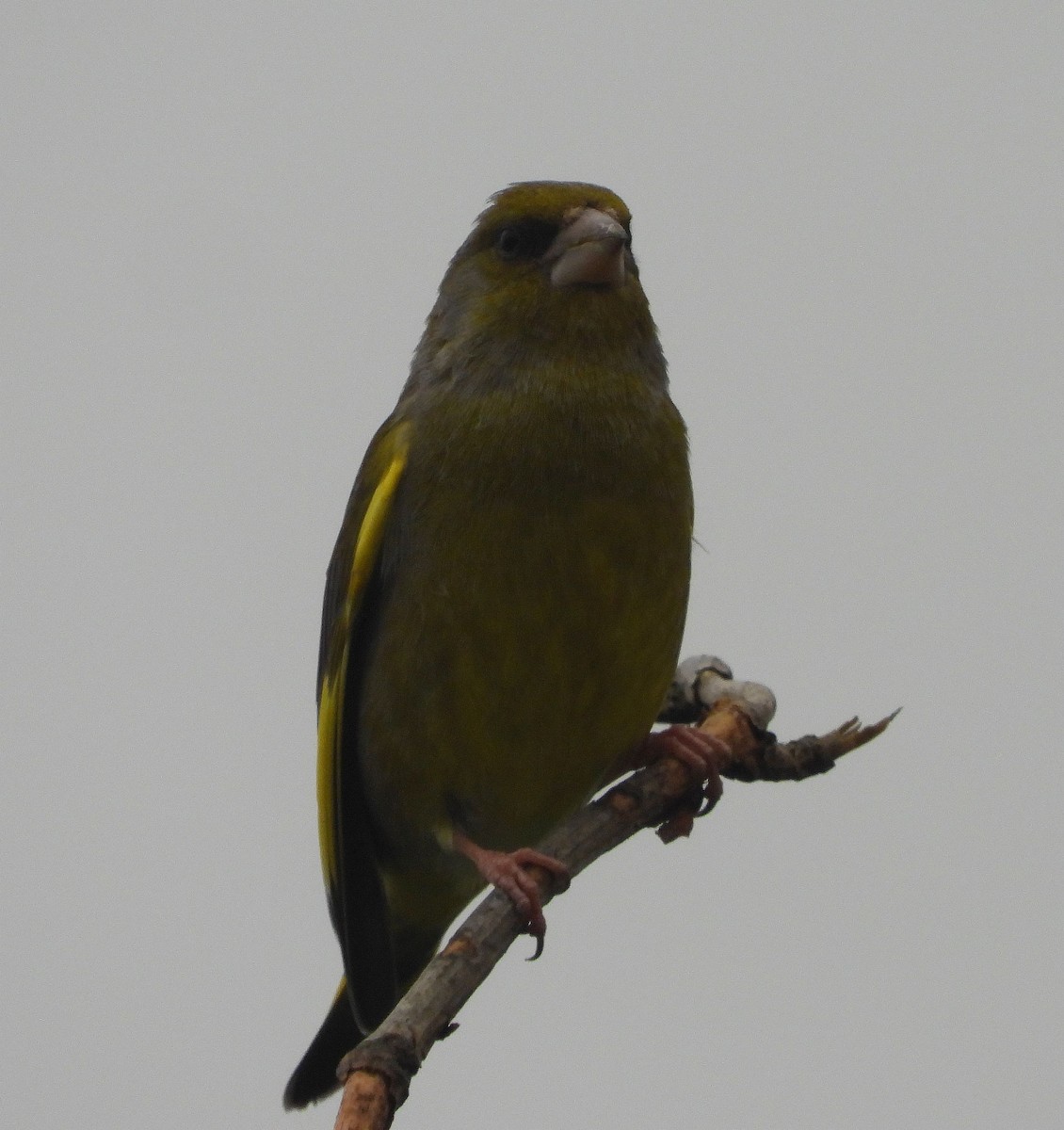 European Greenfinch - Jan Förderer