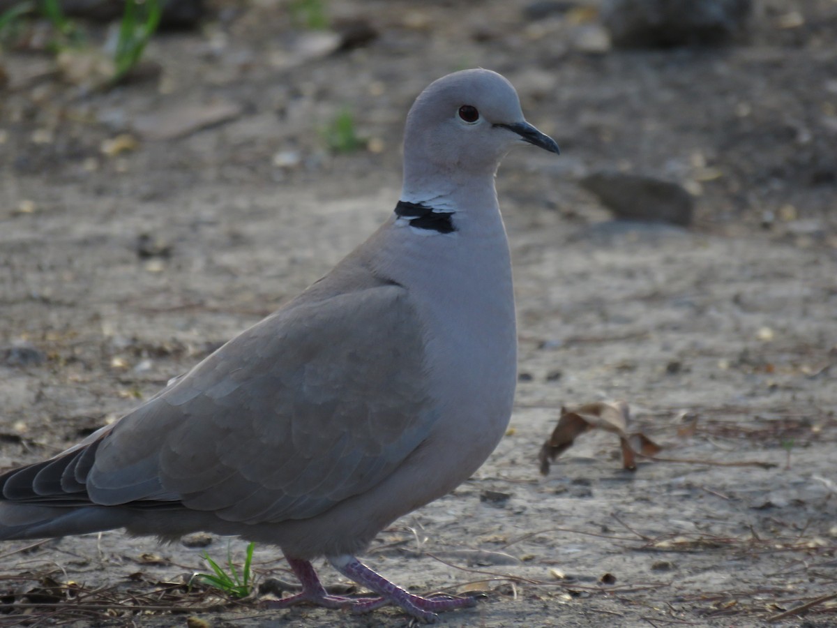 Eurasian Collared-Dove - ML616668653