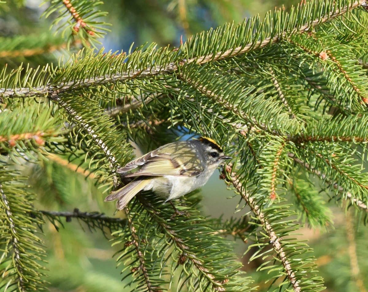 Golden-crowned Kinglet - Jon Jenkins