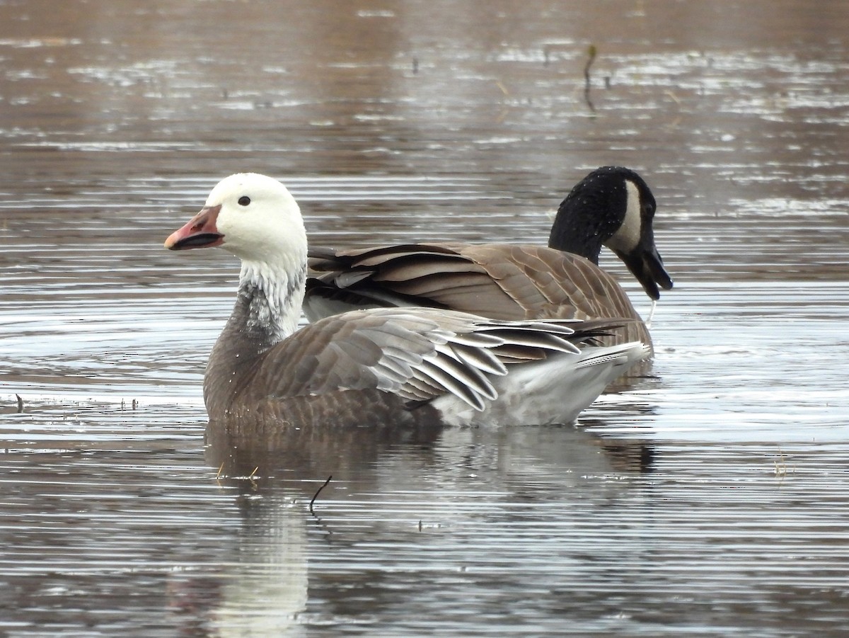 Snow Goose - ML616668685