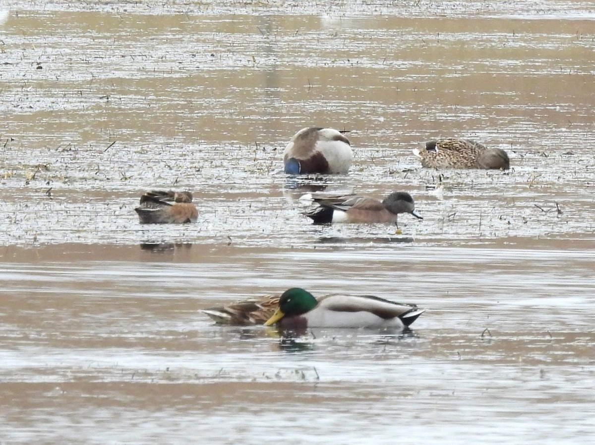 American Wigeon - ML616668690