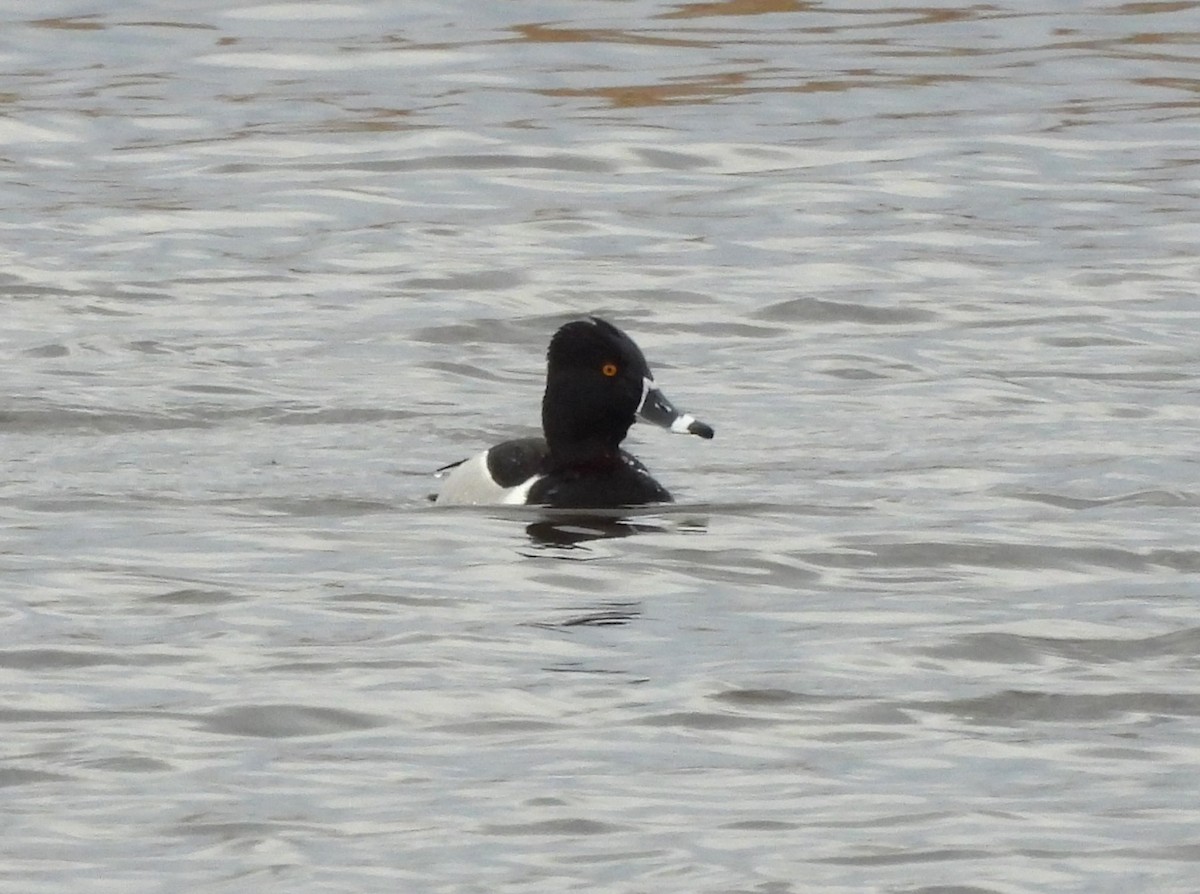 Ring-necked Duck - ML616668705