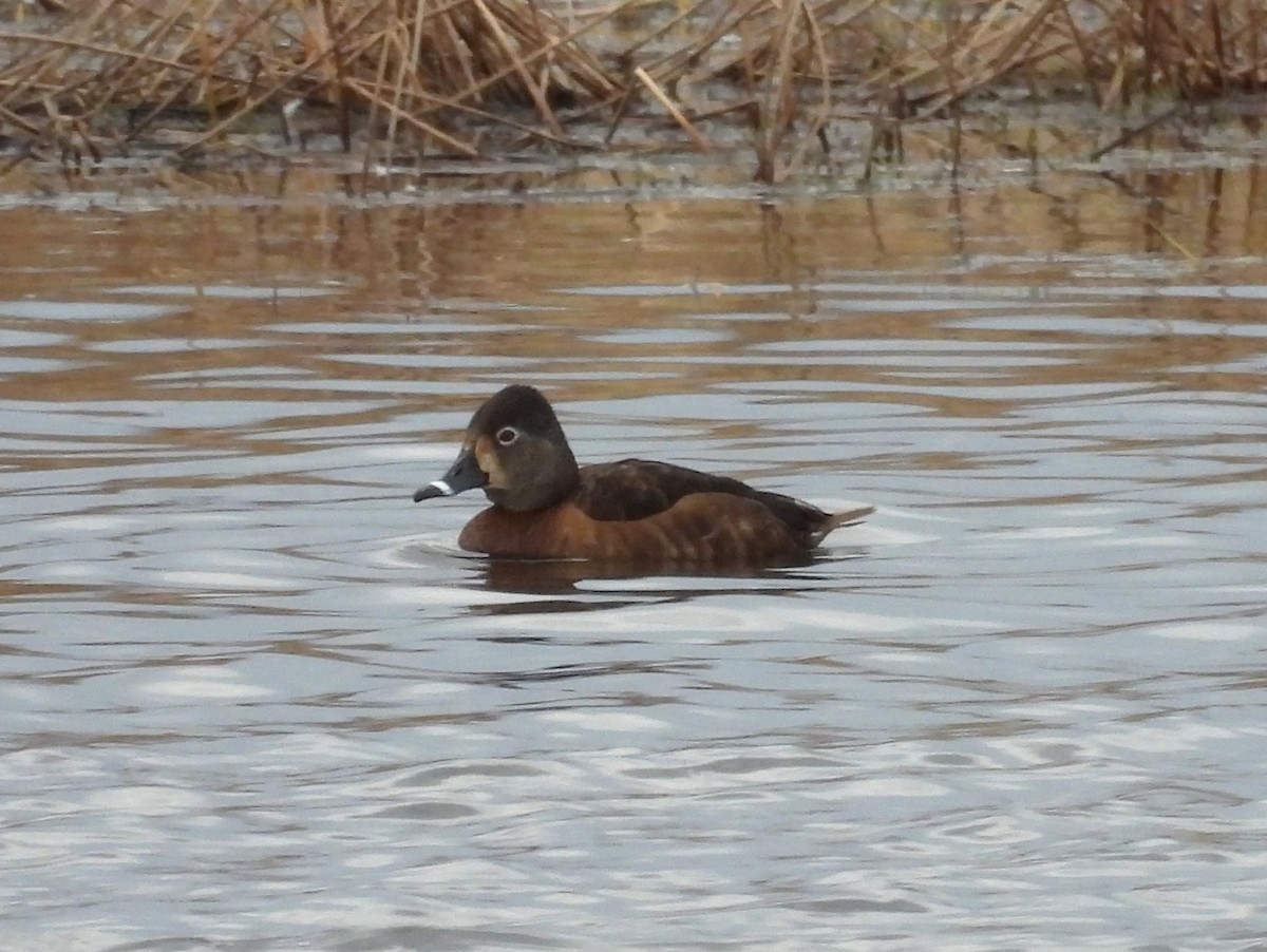 Ring-necked Duck - ML616668706